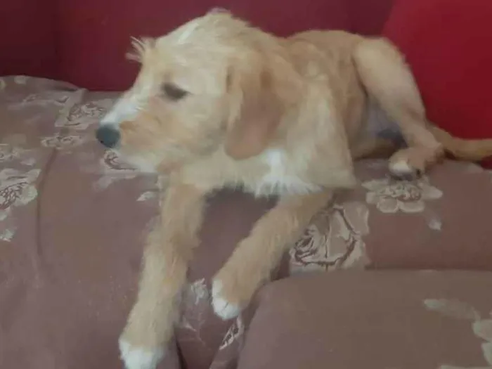 Cachorro ra a SRD-ViraLata idade 7 a 11 meses nome Bela 