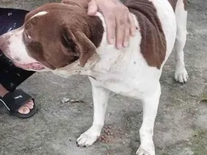 Cachorro raça Pit-Bull idade 2 anos nome sem nome