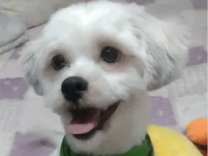 Cachorro raça Mestico  idade 7 a 11 meses nome Marley 