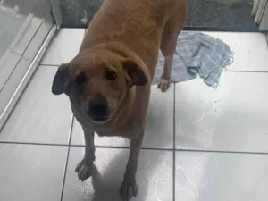 Cachorro raça SRD-ViraLata idade 4 anos nome Nina