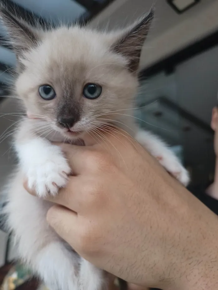 Gato ra a SRD-ViraLata idade Abaixo de 2 meses nome Nuvem