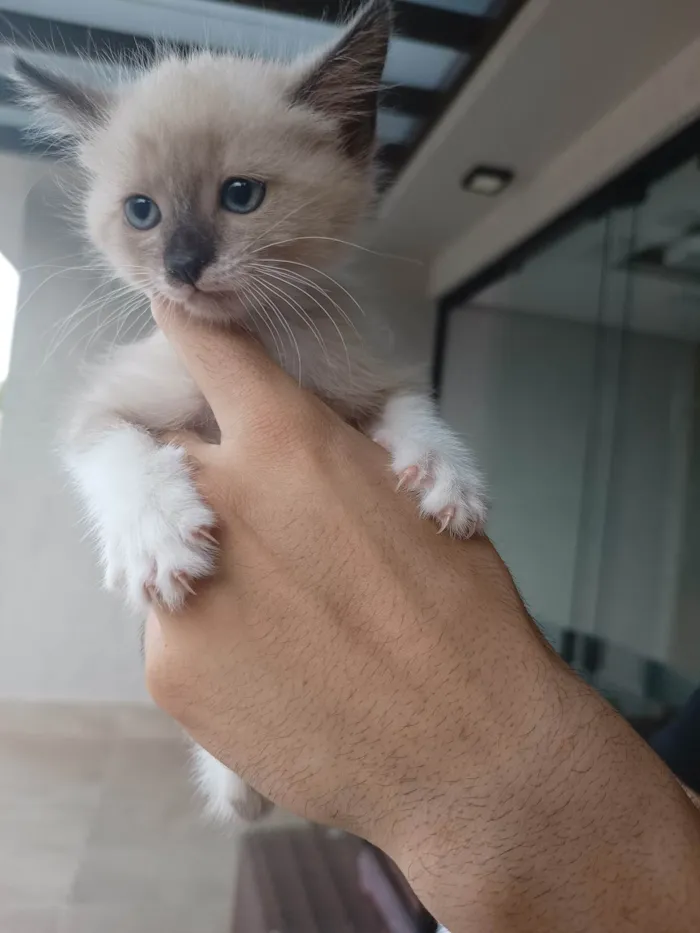 Gato ra a SRD-ViraLata idade Abaixo de 2 meses nome Nuvem