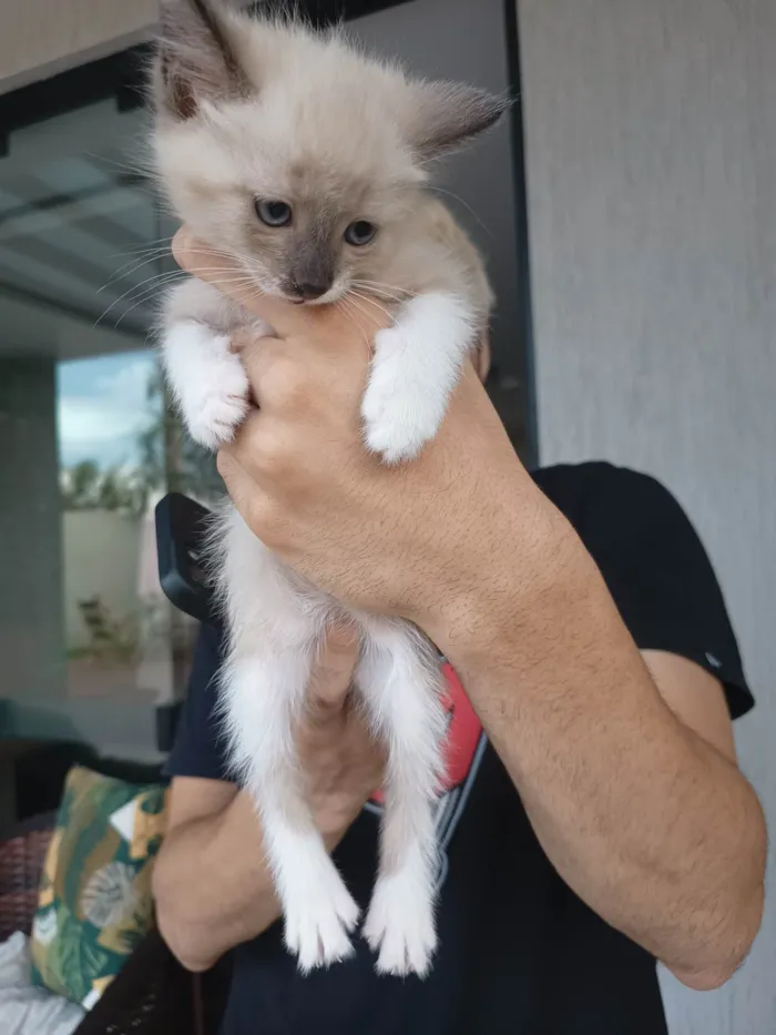 Gato ra a SRD-ViraLata idade Abaixo de 2 meses nome Nuvem