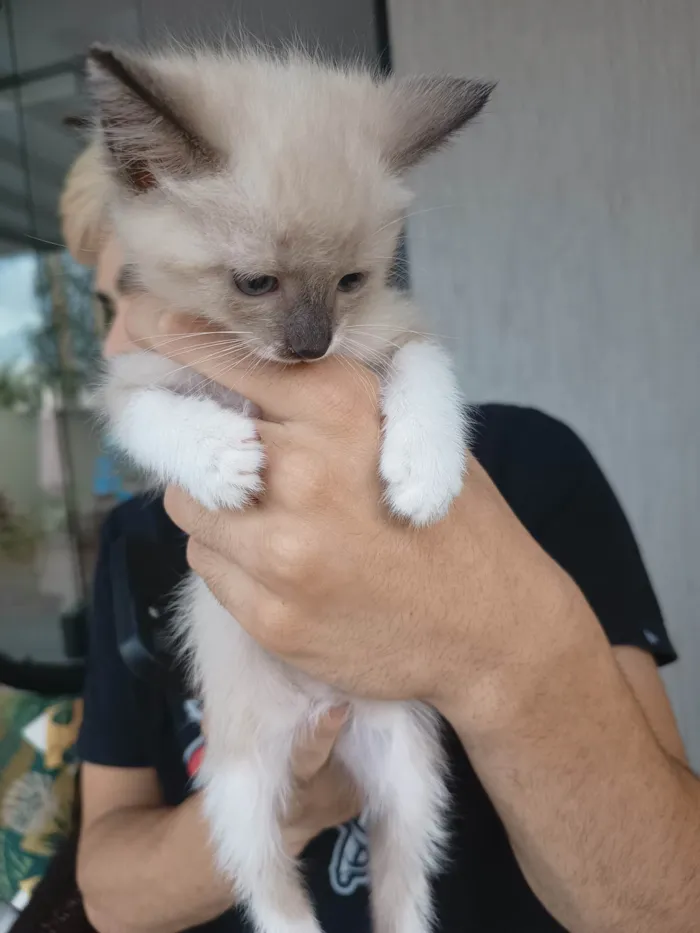 Gato ra a SRD-ViraLata idade Abaixo de 2 meses nome Nuvem