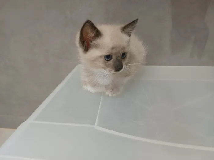 Gato ra a SRD-ViraLata idade Abaixo de 2 meses nome Nuvem