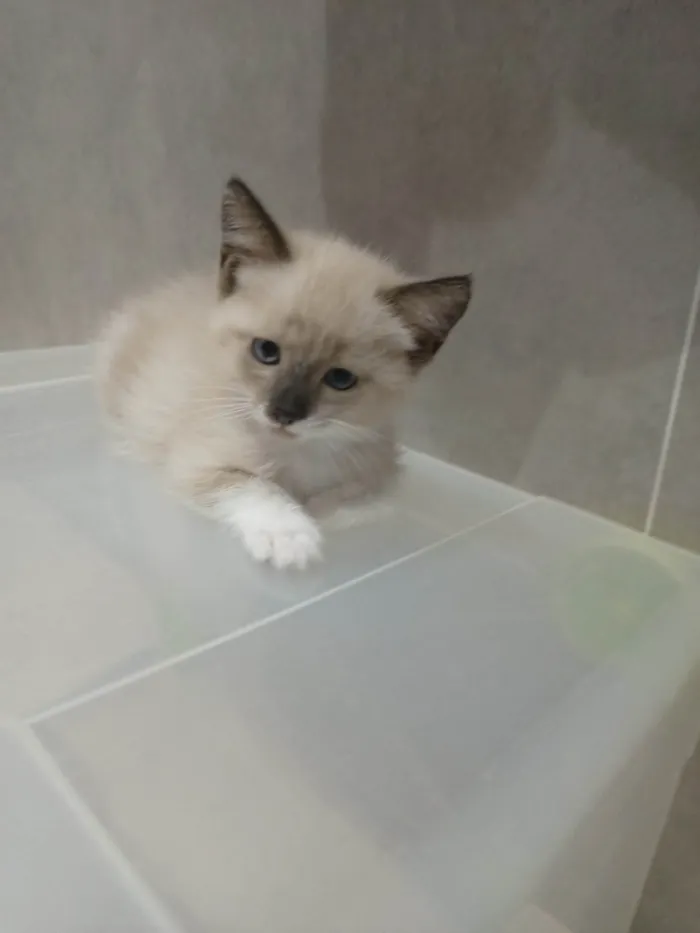 Gato ra a SRD-ViraLata idade Abaixo de 2 meses nome Nuvem