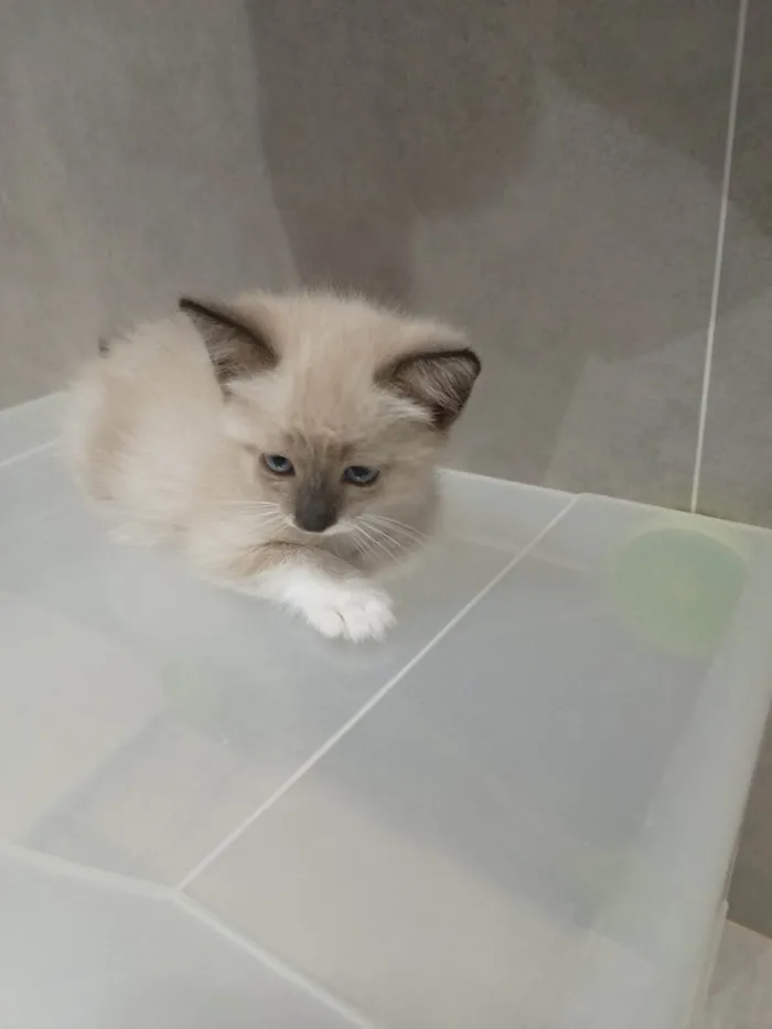 Gato ra a SRD-ViraLata idade Abaixo de 2 meses nome Nuvem