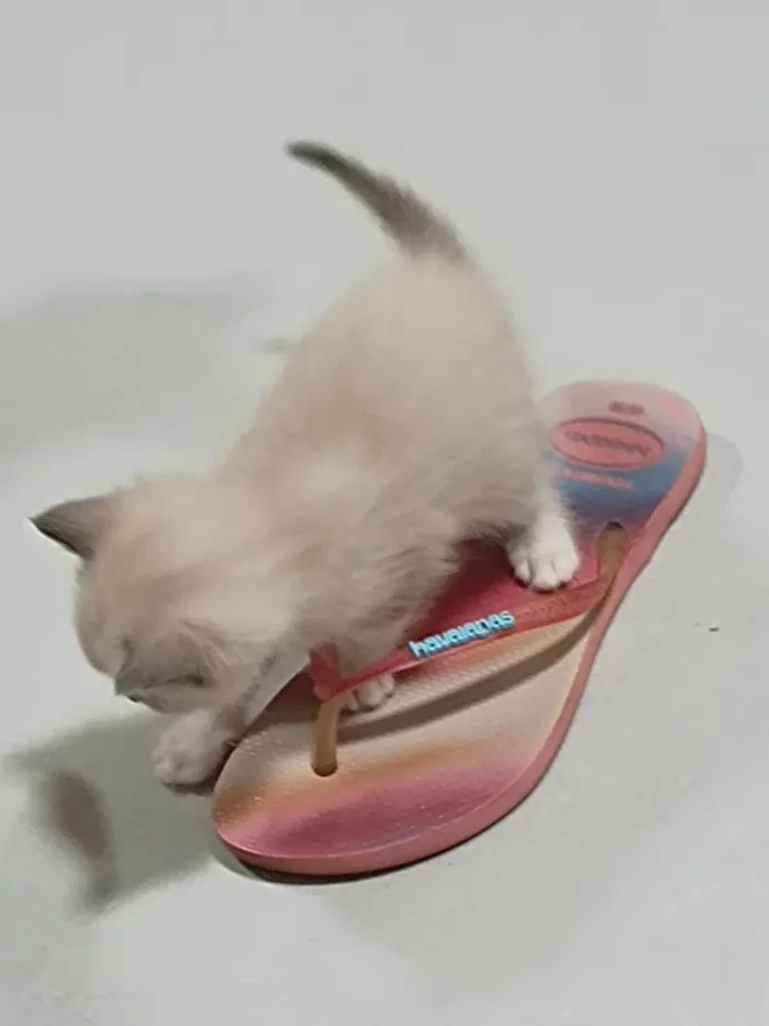 Gato ra a SRD-ViraLata idade Abaixo de 2 meses nome Nuvem
