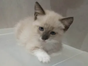 Gato raça SRD-ViraLata idade Abaixo de 2 meses nome Nuvem