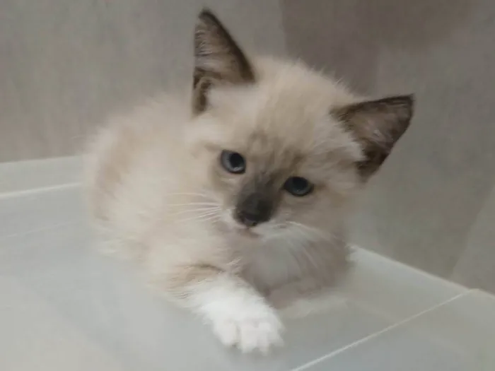 Gato ra a SRD-ViraLata idade Abaixo de 2 meses nome Nuvem