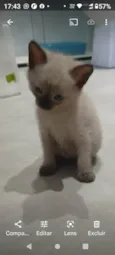Simão 