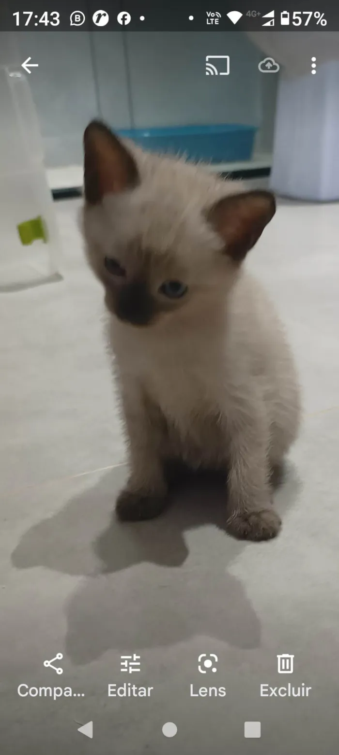 Gato ra a SRD-ViraLata idade Abaixo de 2 meses nome Simão 