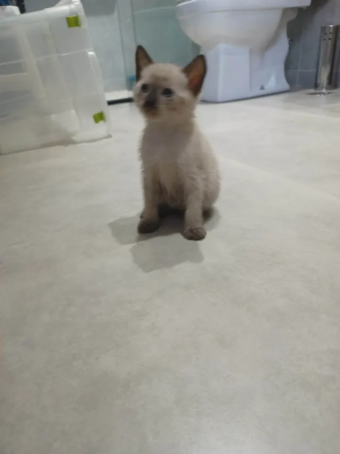 Gato ra a SRD-ViraLata idade Abaixo de 2 meses nome Simão 