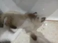 Simão 