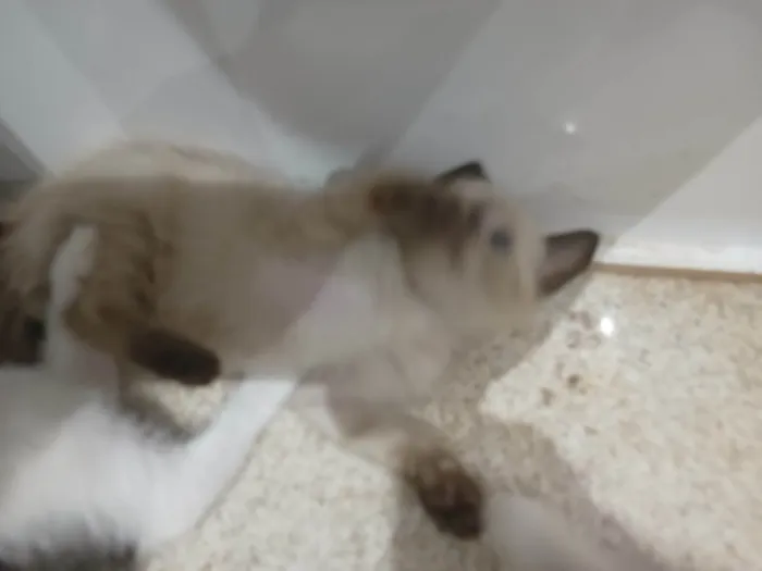 Gato ra a SRD-ViraLata idade Abaixo de 2 meses nome Simão 