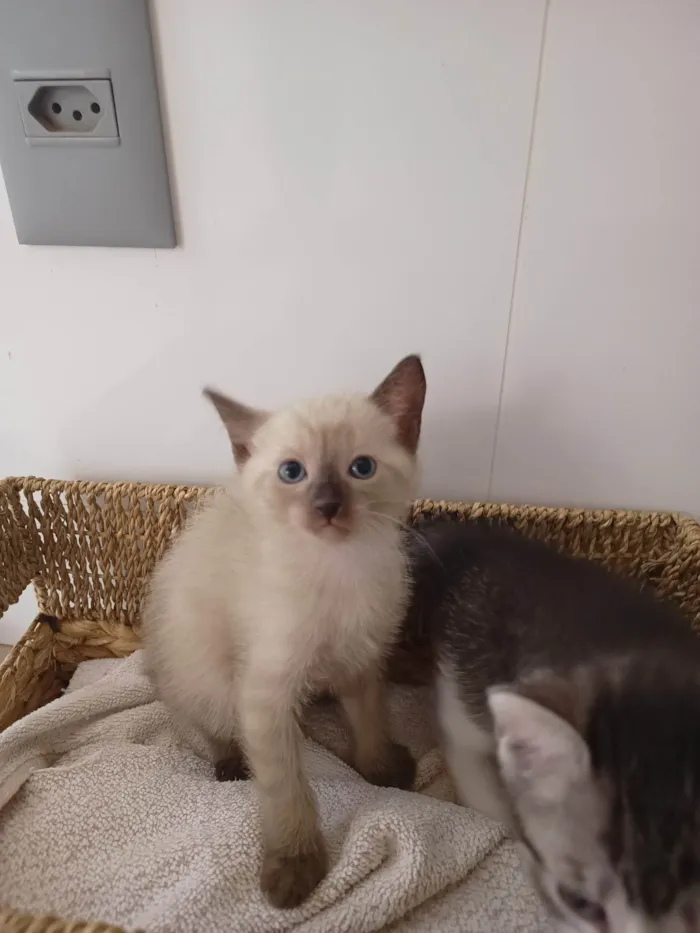 Gato ra a SRD-ViraLata idade Abaixo de 2 meses nome Simão 