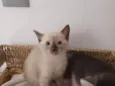 Simão 