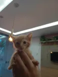 Dinho