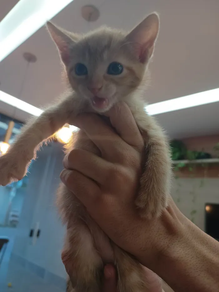 Gato ra a SRD-ViraLata idade Abaixo de 2 meses nome Dinho