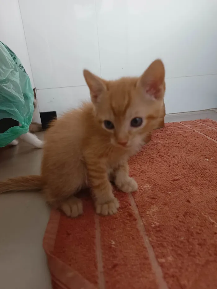 Gato ra a SRD-ViraLata idade Abaixo de 2 meses nome Dinho