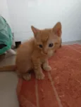 Dinho