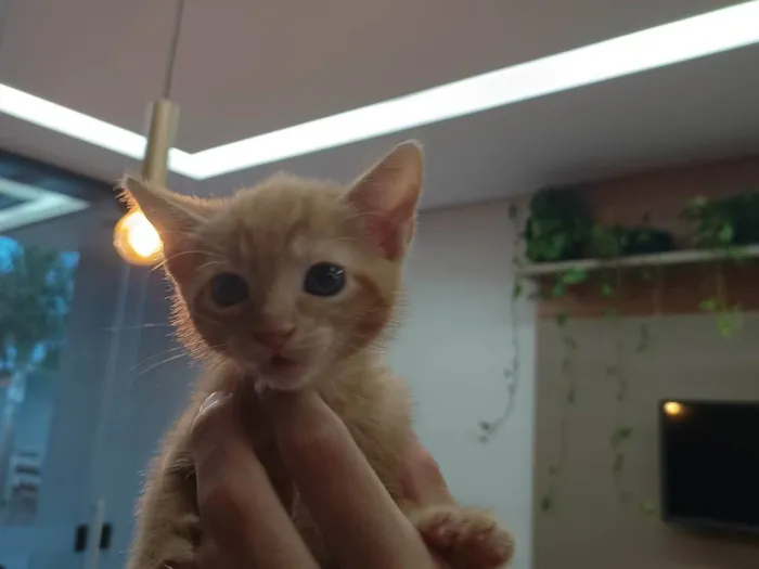 Gato ra a SRD-ViraLata idade Abaixo de 2 meses nome Dinho