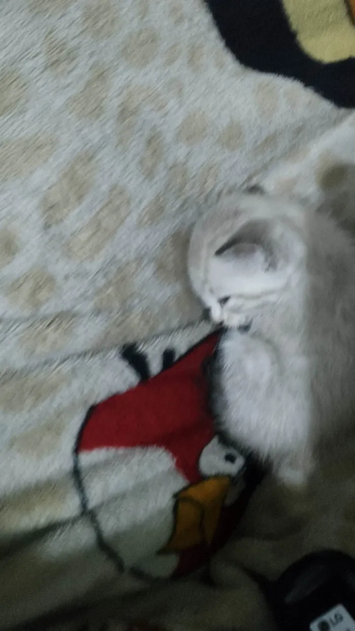 Gato ra a Sem raça definida idade 2 a 6 meses nome Filhote