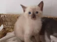 Simão 