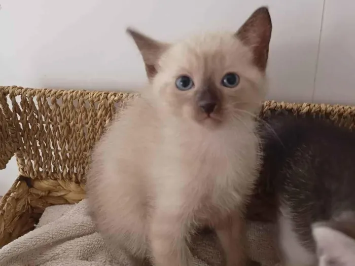 Gato ra a SRD-ViraLata idade Abaixo de 2 meses nome Simão 