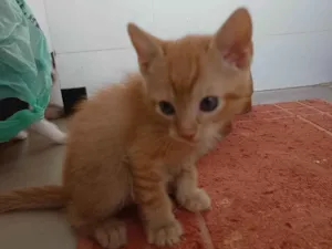 Gato raça SRD-ViraLata idade Abaixo de 2 meses nome Dinho