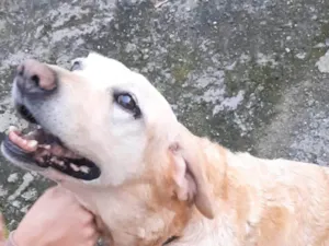 Cachorro raça Labrador idade 6 ou mais anos nome AMORA