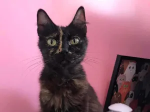 Gato raça SRD-ViraLata idade 7 a 11 meses nome MARIA BONITA (2)