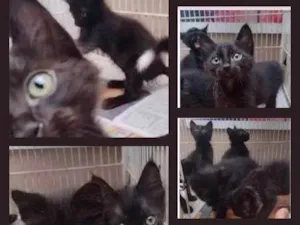 Gato raça SRD-ViraLata idade 2 a 6 meses nome PRETINHOS FELINOS