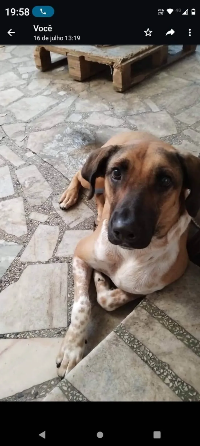 Cachorro ra a SRD-ViraLata idade 1 ano nome Bolinha