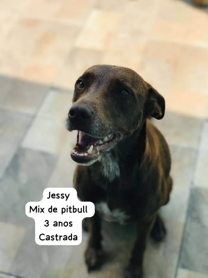 Cachorro ra a SRD-ViraLata idade 3 anos nome Jessy
