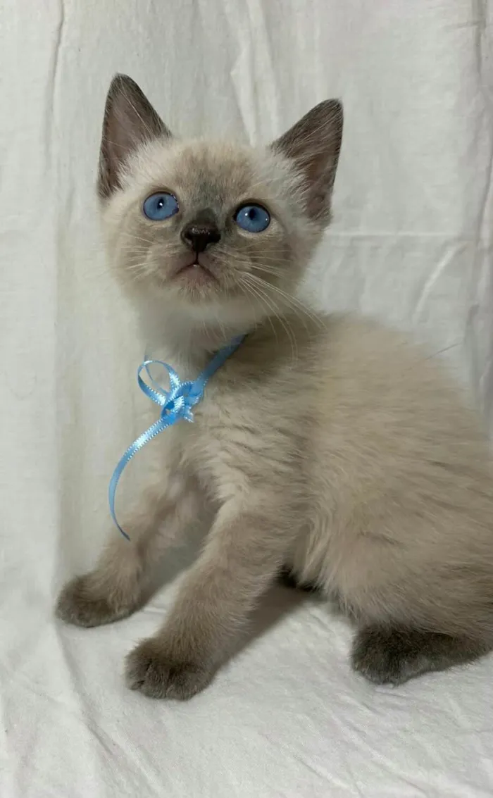 Gato ra a  idade Abaixo de 2 meses nome Filhotes