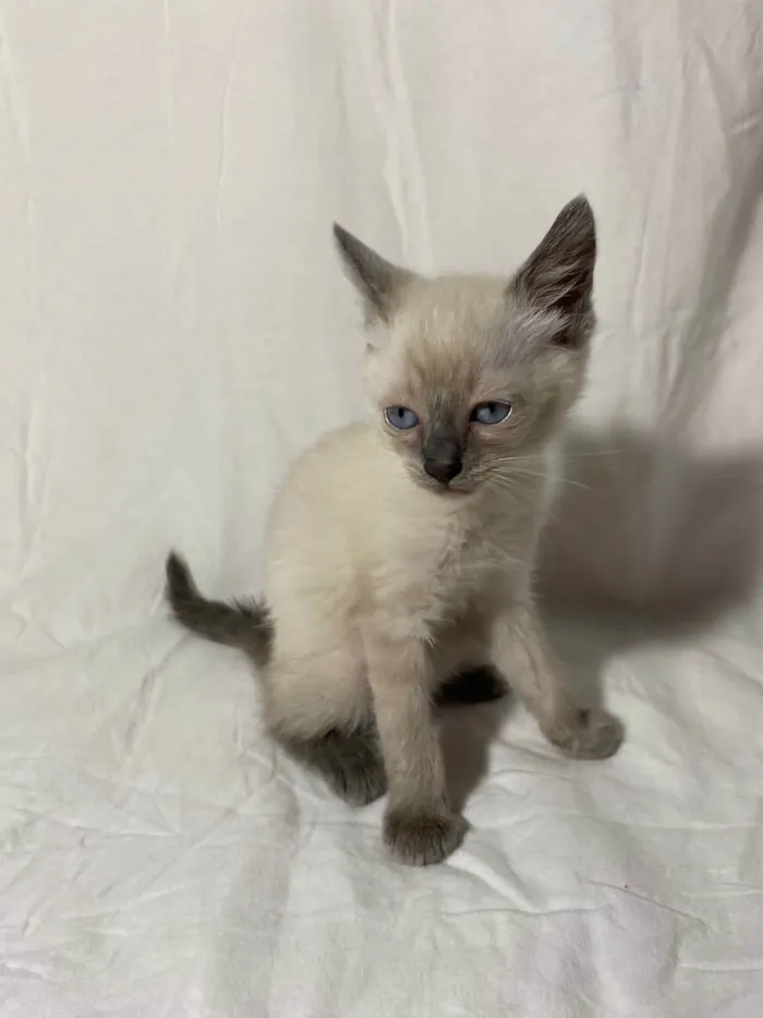 Gato ra a  idade Abaixo de 2 meses nome Filhotes
