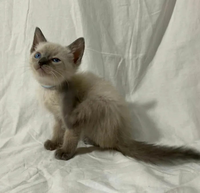 Gato ra a  idade Abaixo de 2 meses nome Filhotes