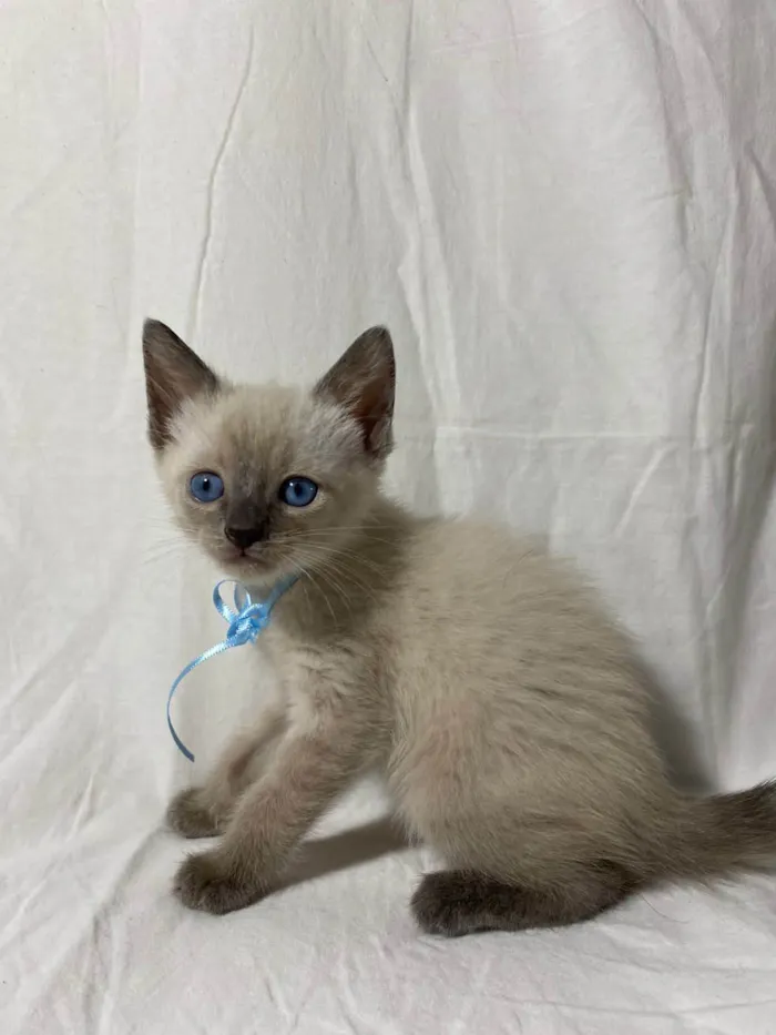 Gato ra a  idade Abaixo de 2 meses nome Filhotes