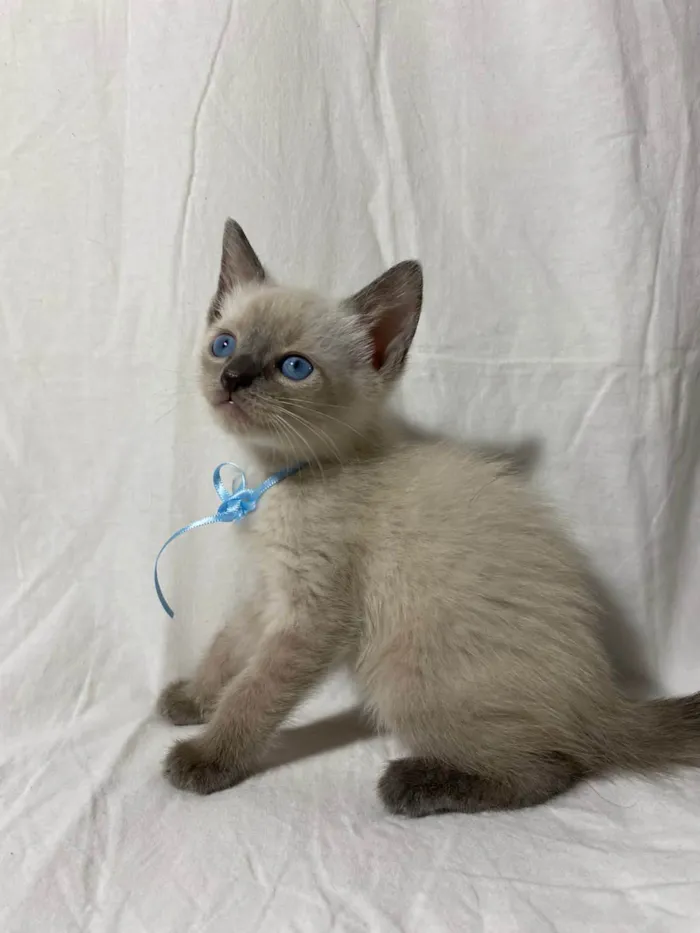 Gato ra a  idade Abaixo de 2 meses nome Filhotes