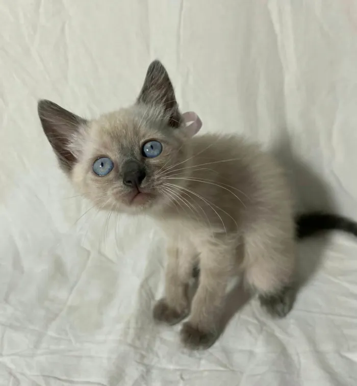 Gato ra a  idade Abaixo de 2 meses nome Filhotes