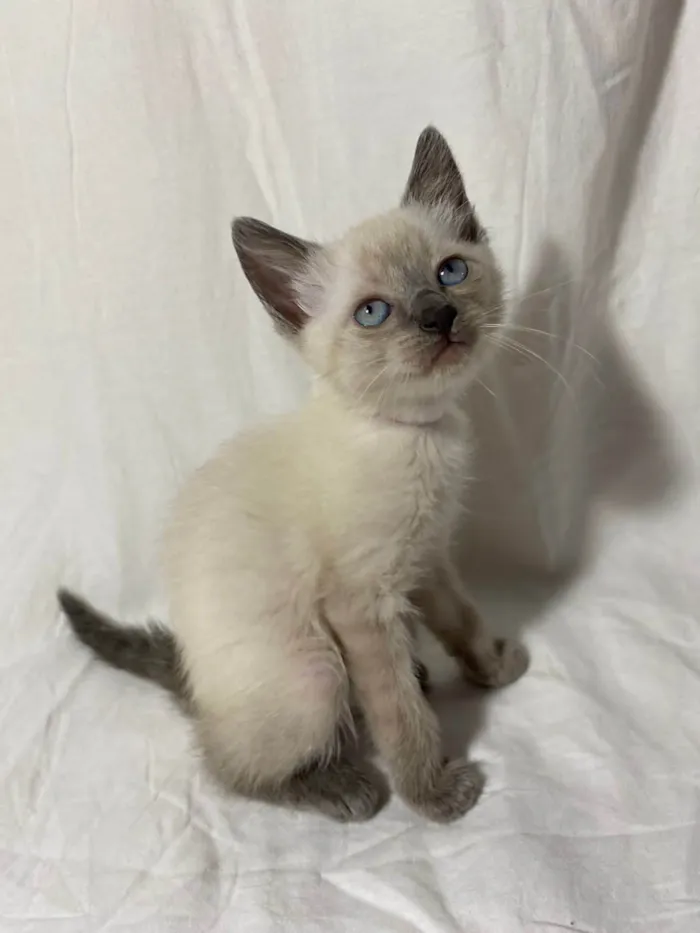 Gato ra a  idade Abaixo de 2 meses nome Filhotes
