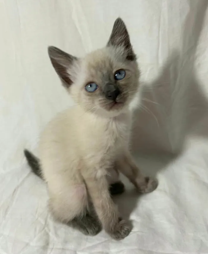 Gato ra a  idade Abaixo de 2 meses nome Filhotes