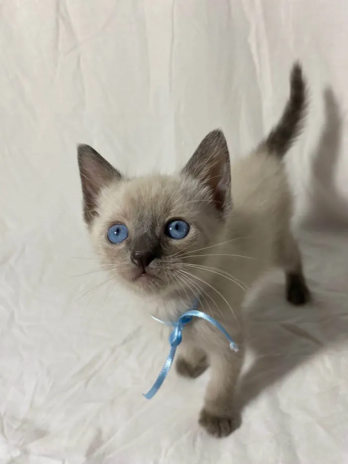Gato ra a  idade Abaixo de 2 meses nome Filhotes