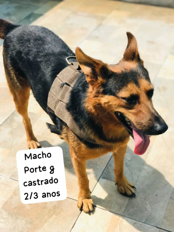Cachorro ra a SRD-ViraLata idade 3 anos nome Sargento 