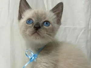 Gato raça  idade Abaixo de 2 meses nome Filhotes