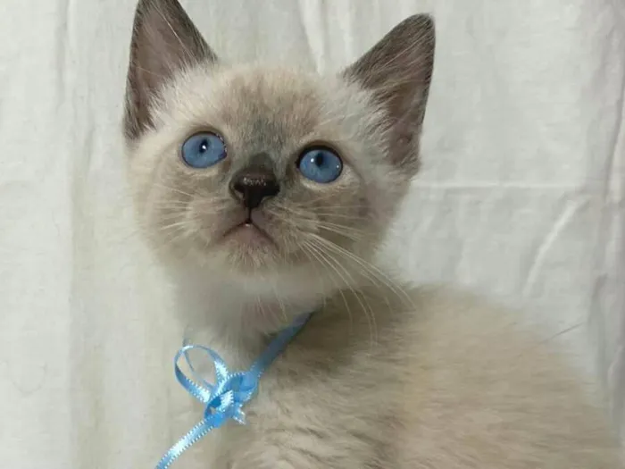Gato ra a  idade Abaixo de 2 meses nome Filhotes