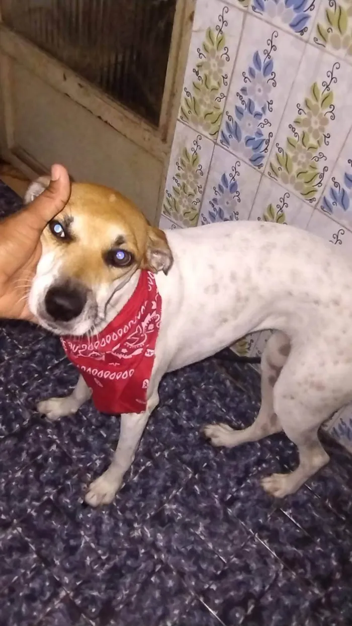 Cachorro ra a SRD-ViraLata idade 1 ano nome Pituca girl