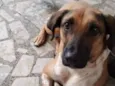 Bolinha