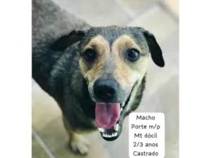 Cachorro raça SRD-ViraLata idade 3 anos nome Marinho